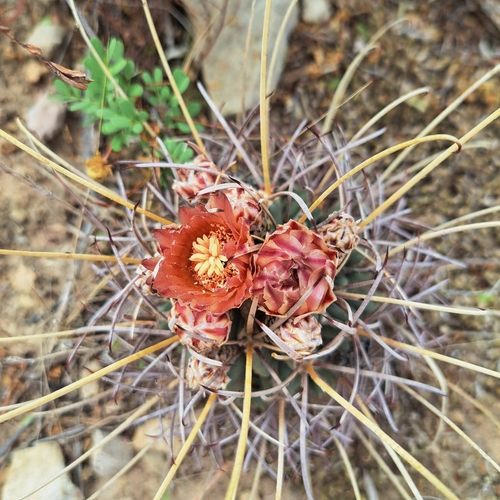 Chihuahuan fishhook cactus (Glandulicactus uncinatus)