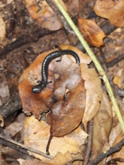 Batrachoseps gavilanensis