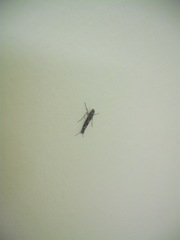 Conopomorpha cyanospila