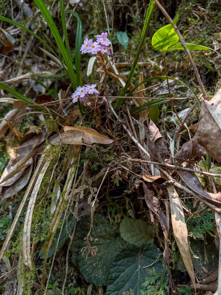 Primula cardioeides (Primula cardioeides)