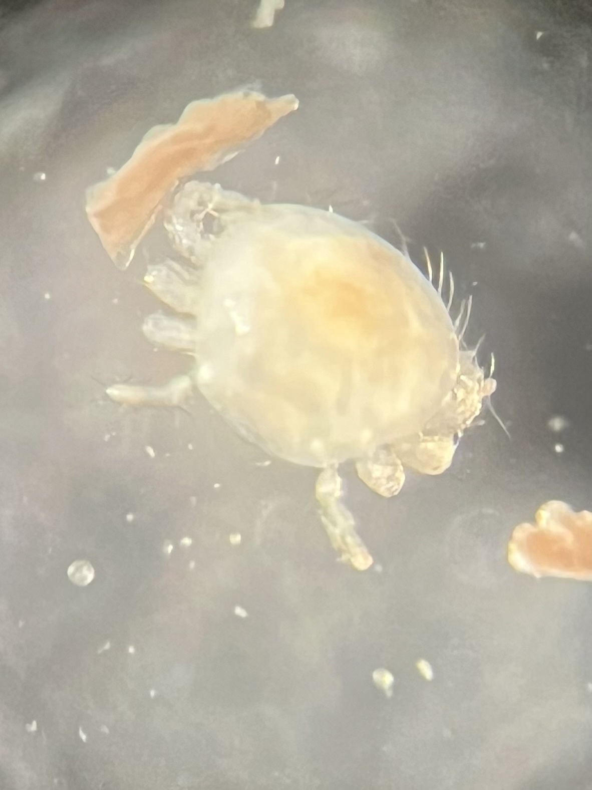 Micromegistus bakeri