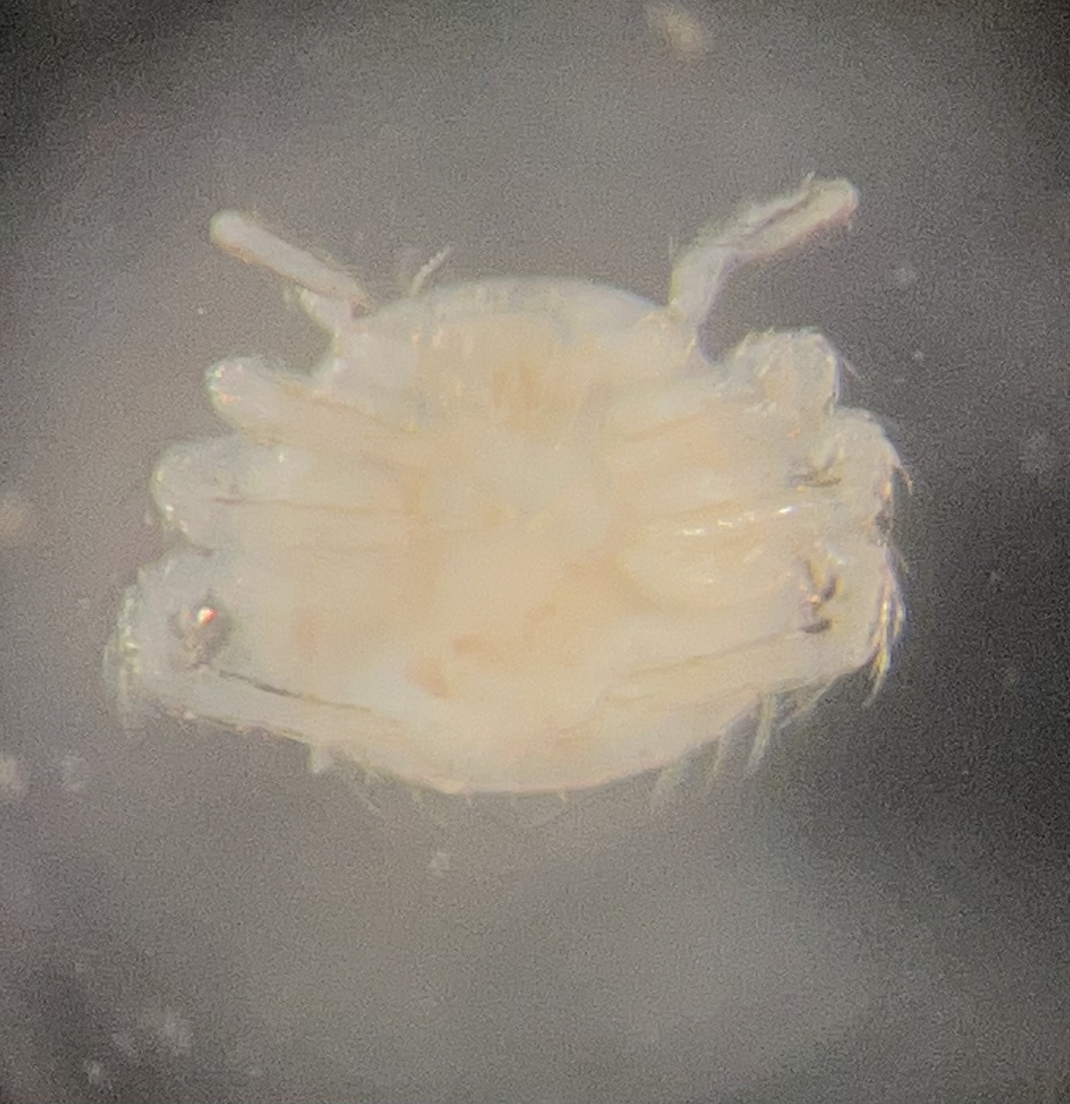 Micromegistus bakeri