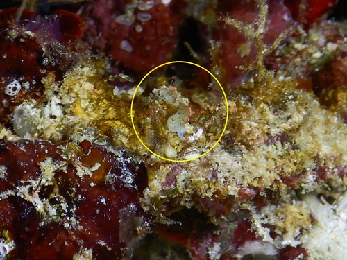Hippocampus pontohi