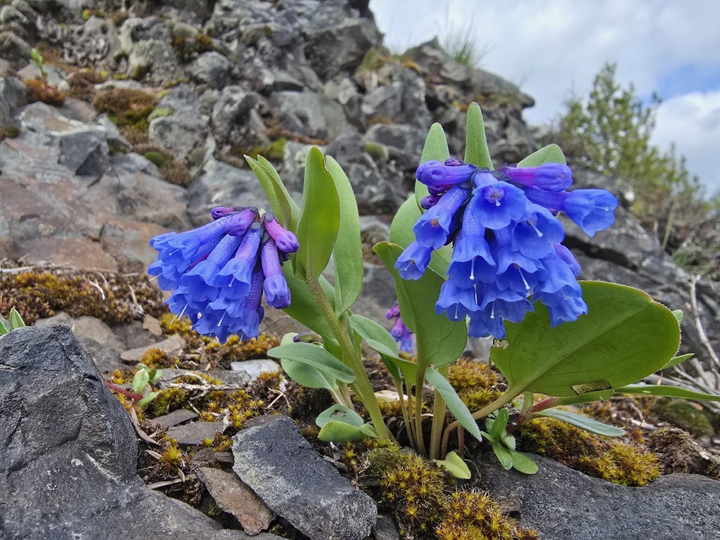 long bluebells