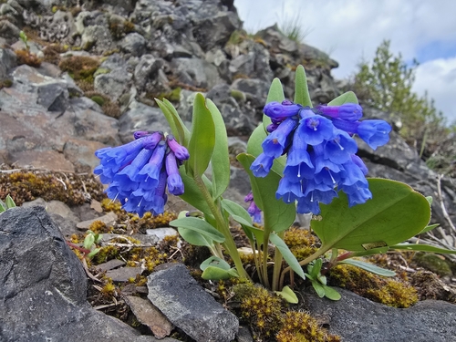 small bluebells (Mertensia longiflora)