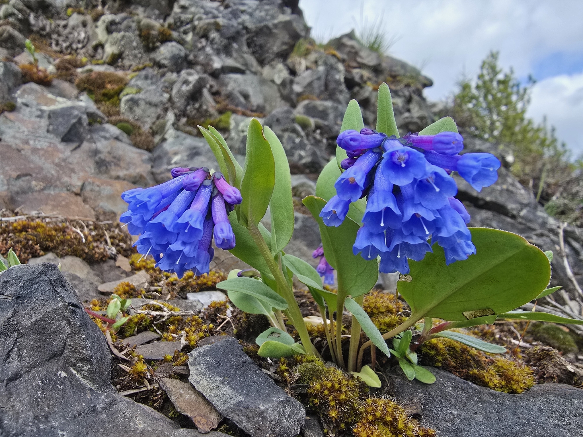 Mertensia longiflora