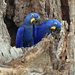 Hyacinth Macaw - Photo (c) Paul Steeves, some rights reserved (CC BY-NC)