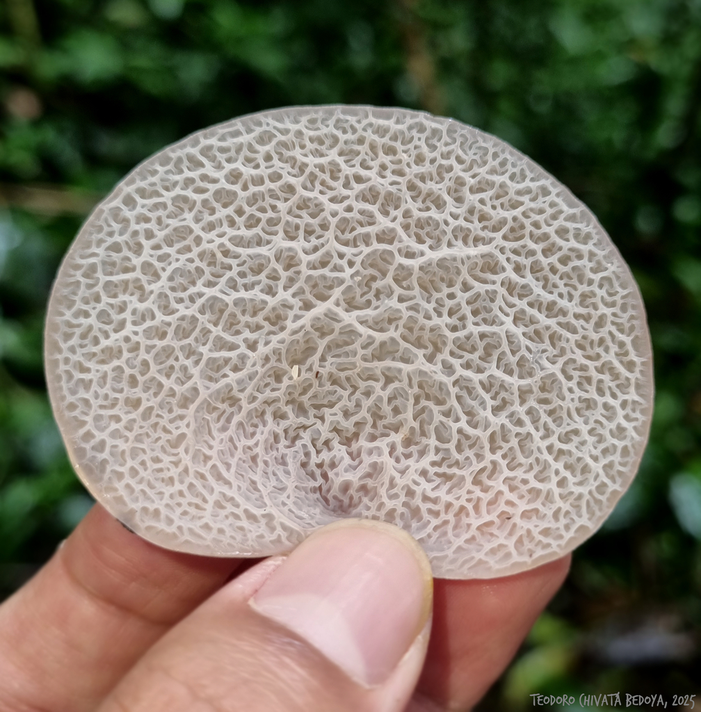 Auricularia tremellosa