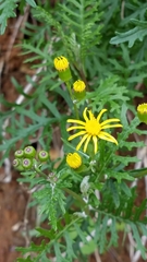 Senecio lyonii
