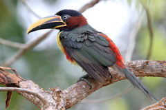 Chestnut-Eared Aracari photo 4