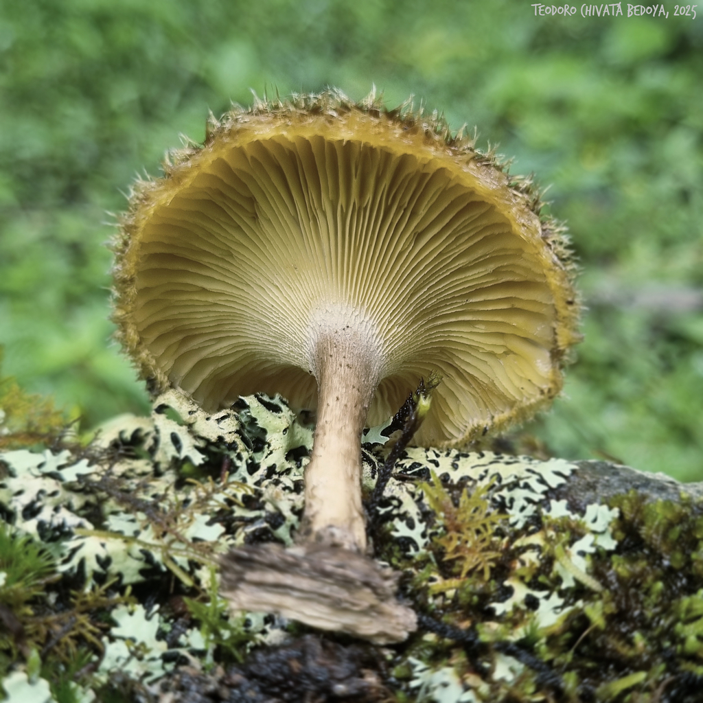 Lentinus berteroi · November 2025 · photo: © teodoro_chivatabedoya (iNaturalist, cc-by)