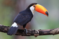 Toco Toucan photo 1