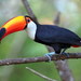 Ramphastos toco - Photo (c) Paul Steeves, μερικά δικαιώματα διατηρούνται (CC BY-NC), uploaded by Paul Steeves