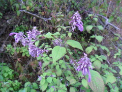 Salvia purpurea