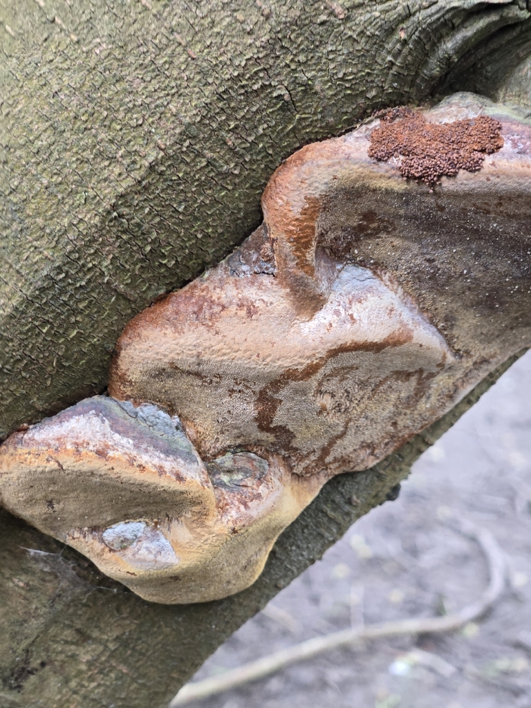 Phellinus pomaceus · April 2026 · photo: © charliechee (iNaturalist, cc-by)
