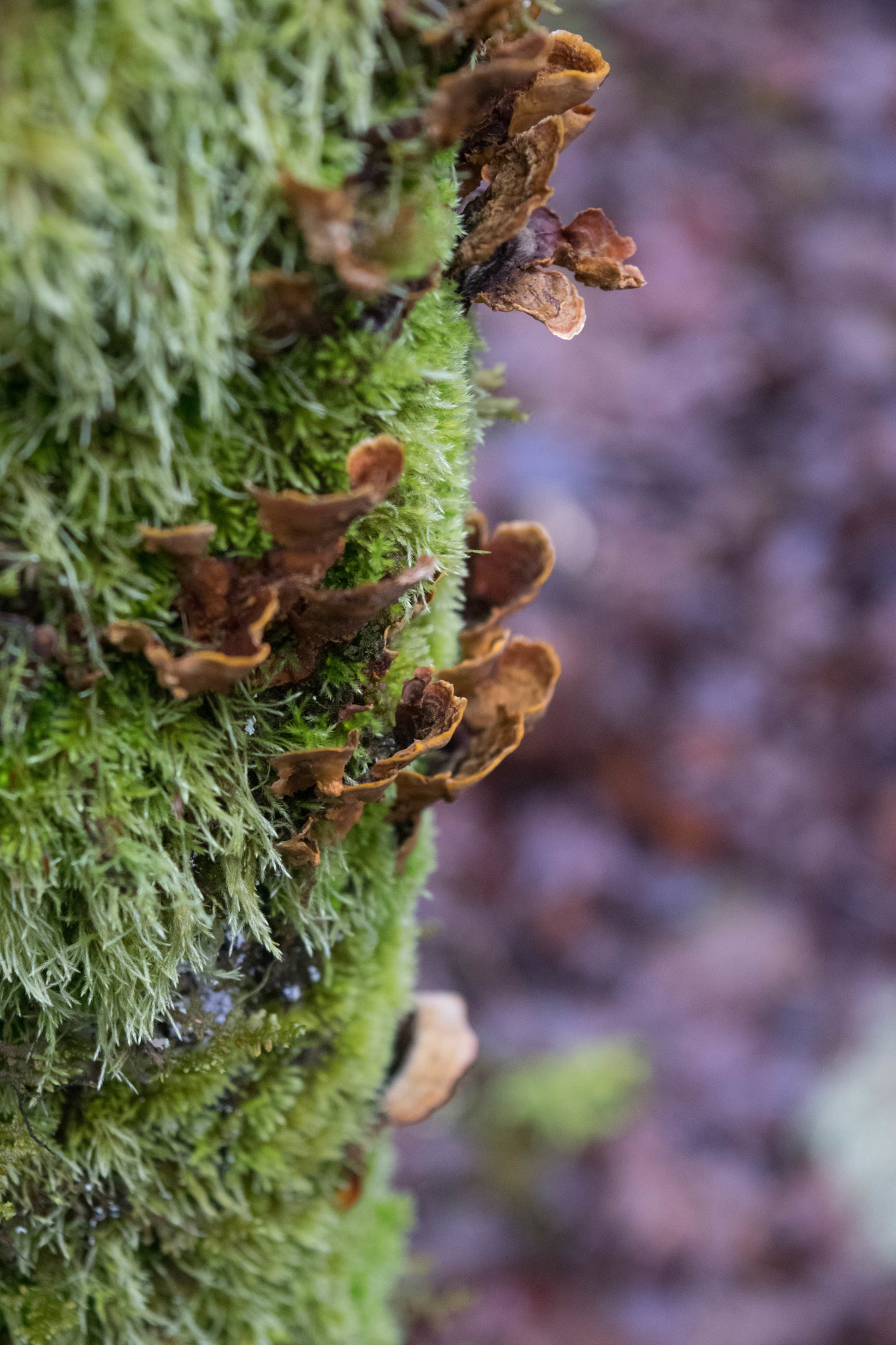 Stereum hirsutum image