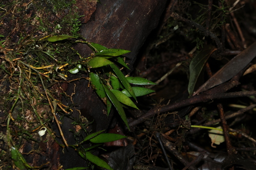 Dagger Orchid (Dendrobium pugioniforme)