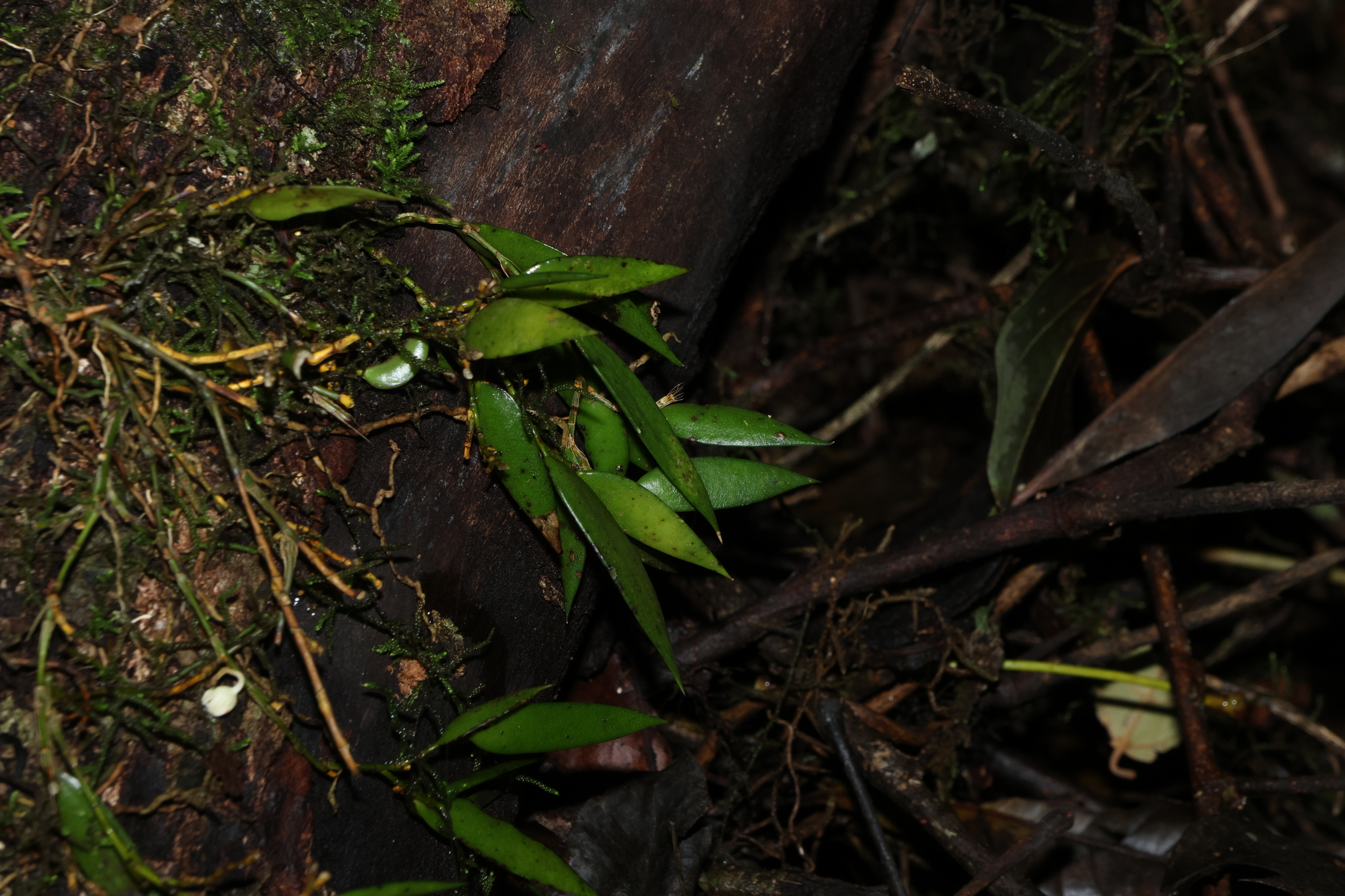 Dagger Orchid (Dendrobium pugioniforme)