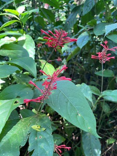 Firespike (Odontonema tubaeforme)