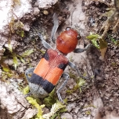 Enoclerus ichneumoneus