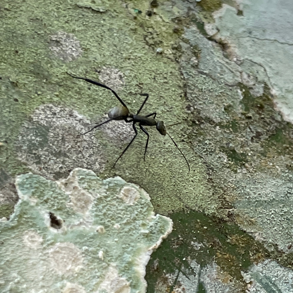 Camponotus depressus