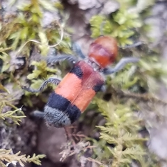 Enoclerus ichneumoneus