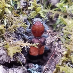 Enoclerus ichneumoneus