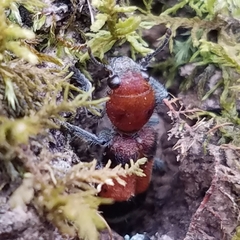 Enoclerus ichneumoneus