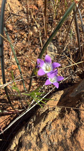 Sierra bluecup (Githopsis pulchella)