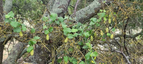 California Dutchman's Pipe (Aristolochia californica)