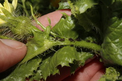 Uroleucon hypochoeridis