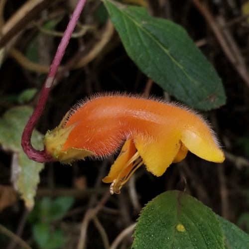 Columnea strigosa, photograph 4