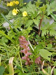 Orobanche pubescens