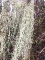 Usnea subgracilis