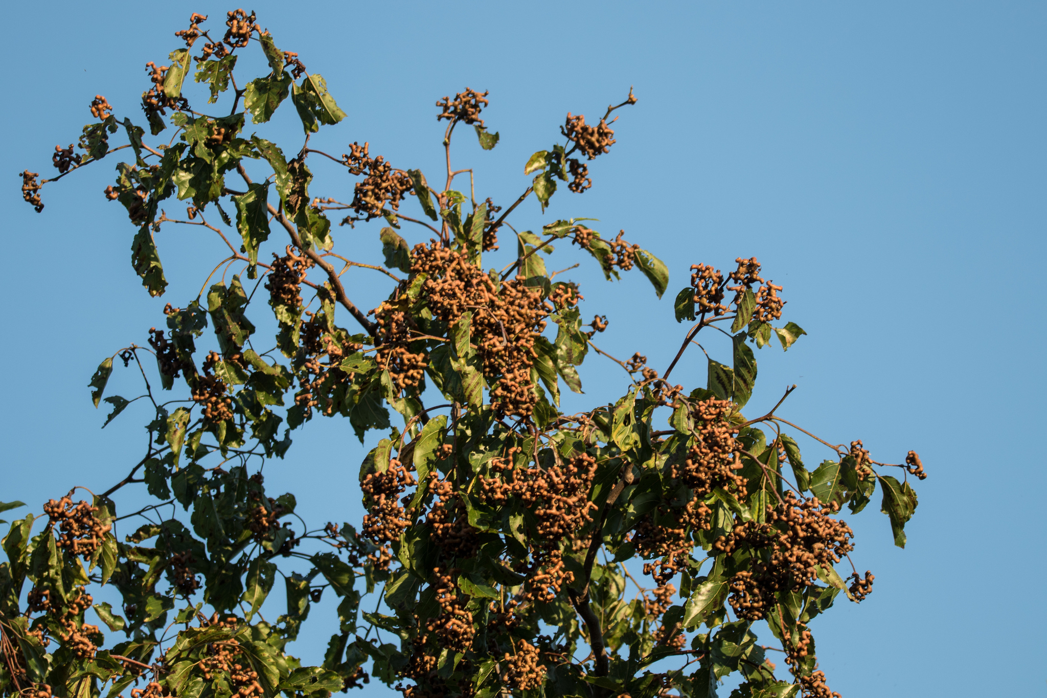 Japanese Raisintree (Hovenia dulcis)