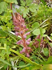 Orobanche pubescens