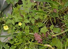 Orobanche pubescens