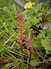 Orobanche pubescens