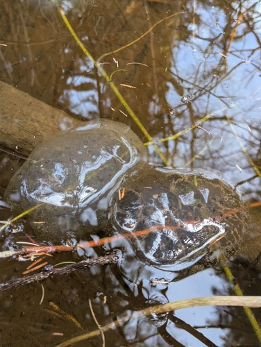 Northwestern Salamander