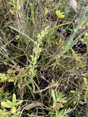 Triglochin concinna concinna