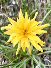 Nothocalais troximoides