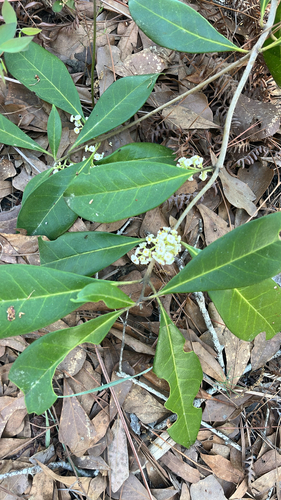 American olive (Cartrema americanum)