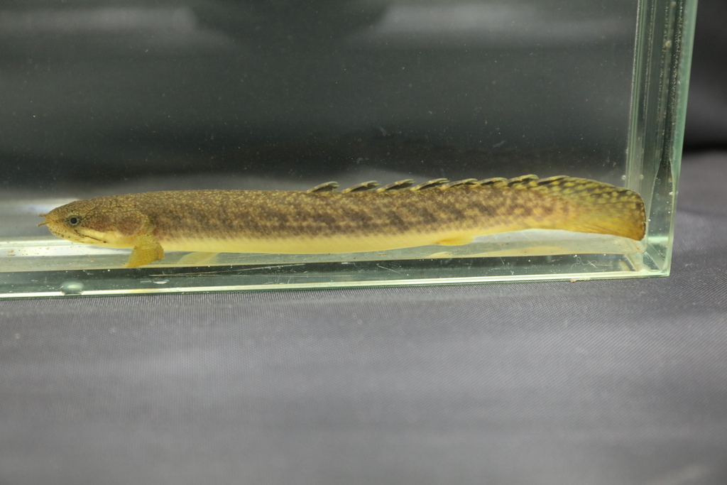 Marbled bichir (Polypterus palmas) — Polypteridae