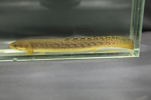 Marbled bichir (Polypterus palmas) — Polypteridae