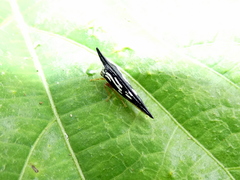 Polyglypta costata