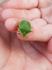 Loxa deducta