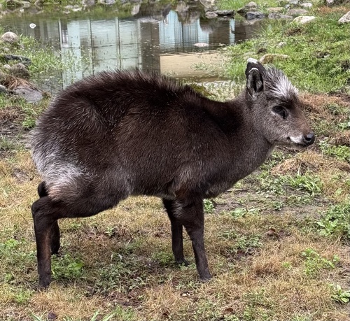 マエガミジカ