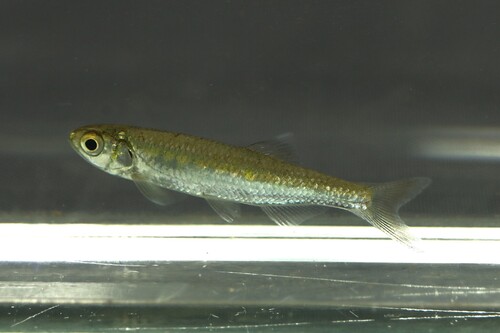 Guinean minnow (Leptocypris guineensis) — Cyprinidae