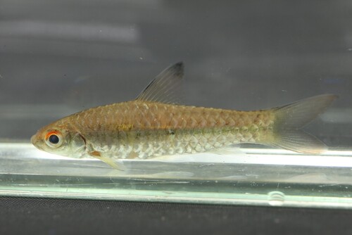 Largeeye barb (Enteromius macrops) — Cyprinidae