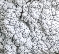 Pertusaria paratuberculifera